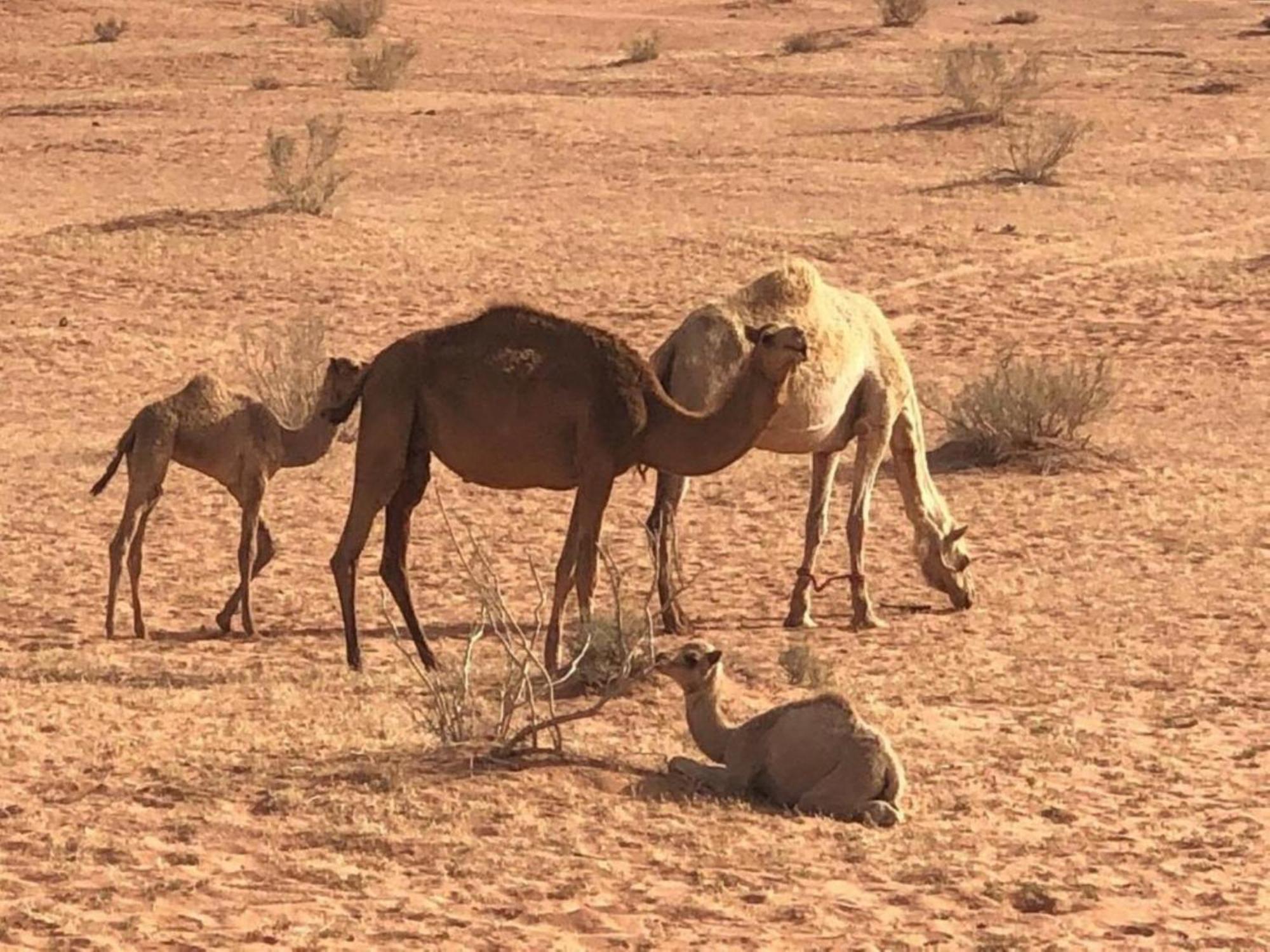 Authentic Bedouin Camp Wadi Rum Extérieur photo